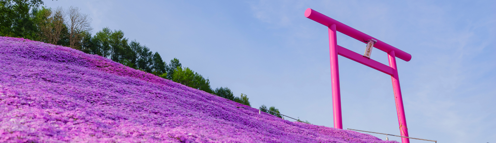 夢幻花海 · 北海道之春