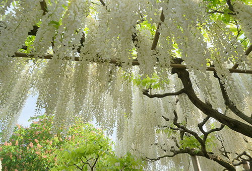 Niigata, Nikko, + Đảo Sado: Suối nước nóng vùng quê